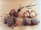 Fruits and Vegetables