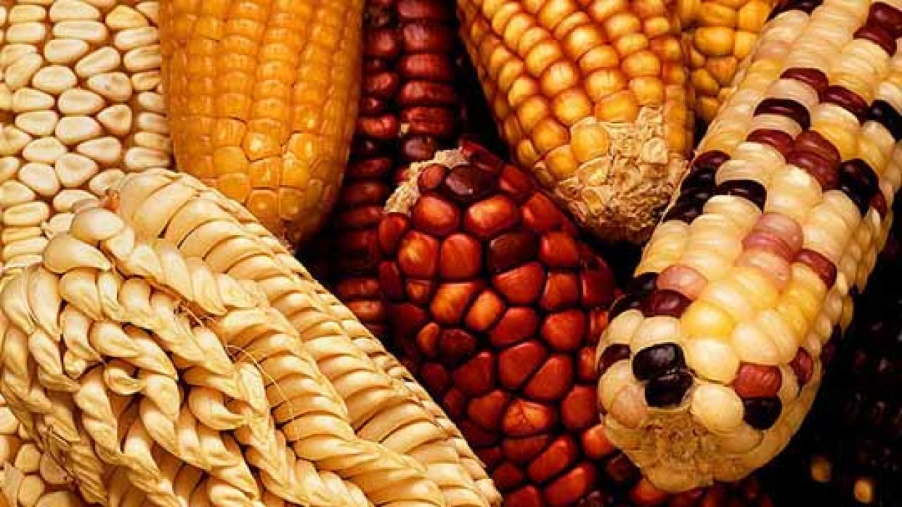 Corn