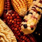 Corn